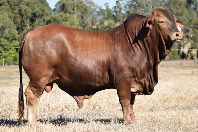 Bryvonlea Repco